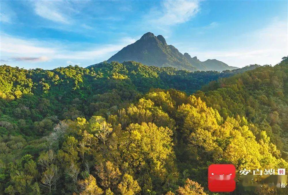 皇冠信用网代理登3_海南热带雨林国家公园有了“户口本”皇冠信用网代理登3!有啥用?看这里→