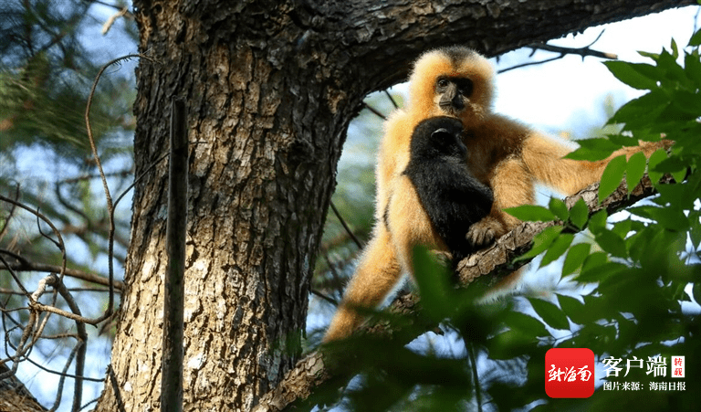 皇冠信用网代理登3_海南热带雨林国家公园有了“户口本”皇冠信用网代理登3!有啥用?看这里→
