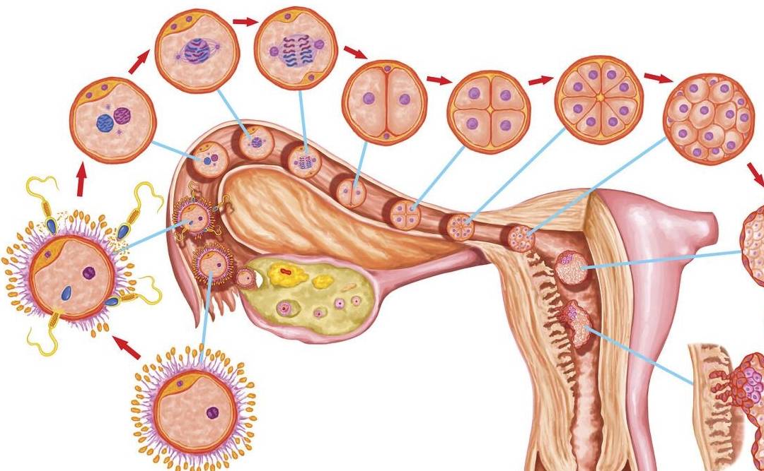 皇冠信用网可以占几成_老是怀不上孩子皇冠信用网可以占几成,女方的原因占几成?不孕不育需要重视