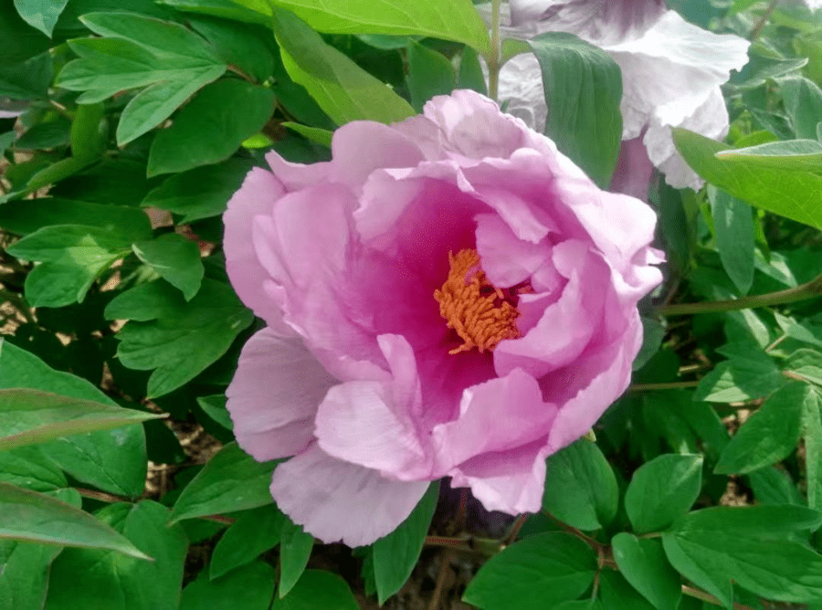 皇冠体育_@全体校友皇冠体育,齐鲁工业大学牡丹鉴赏通道开启!