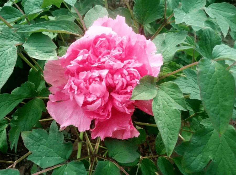 皇冠体育_@全体校友皇冠体育,齐鲁工业大学牡丹鉴赏通道开启!