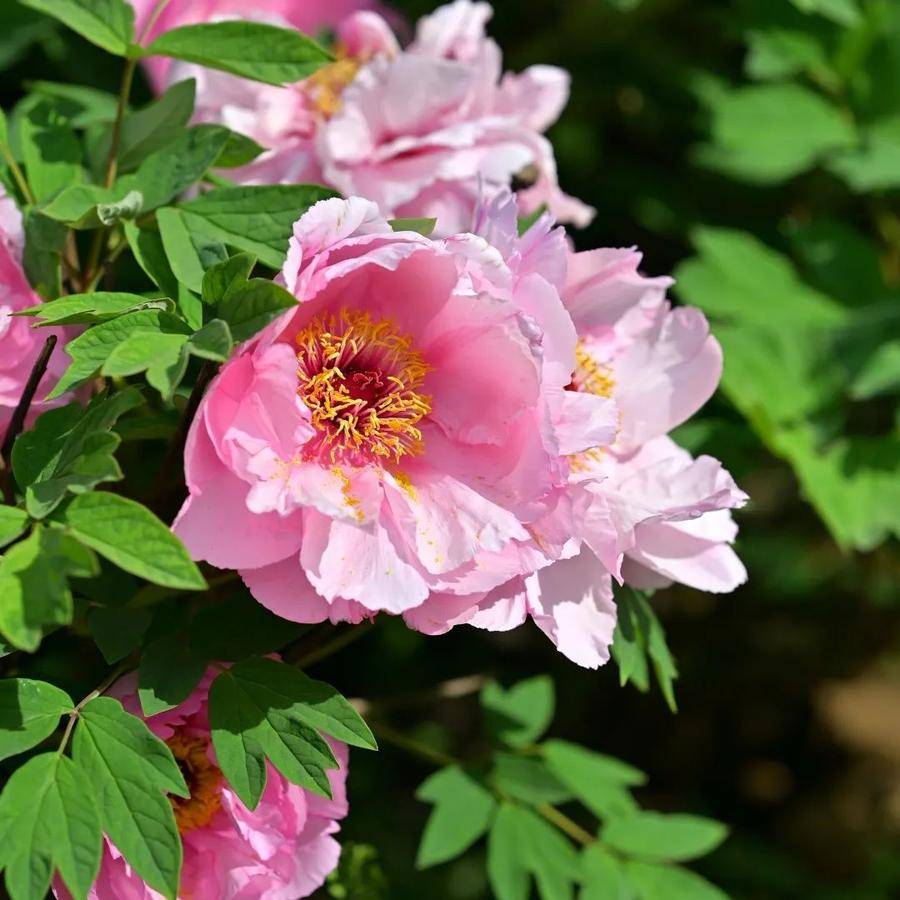 皇冠体育_@全体校友皇冠体育,齐鲁工业大学牡丹鉴赏通道开启!