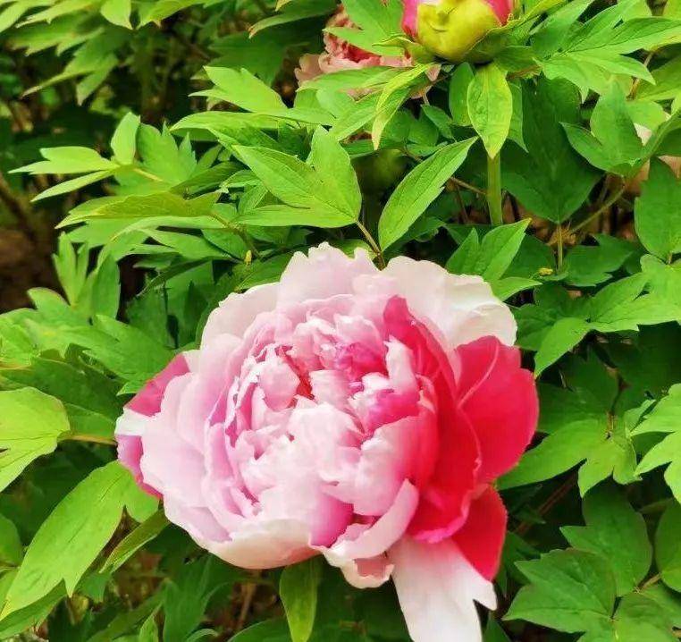 皇冠体育_@全体校友皇冠体育,齐鲁工业大学牡丹鉴赏通道开启!