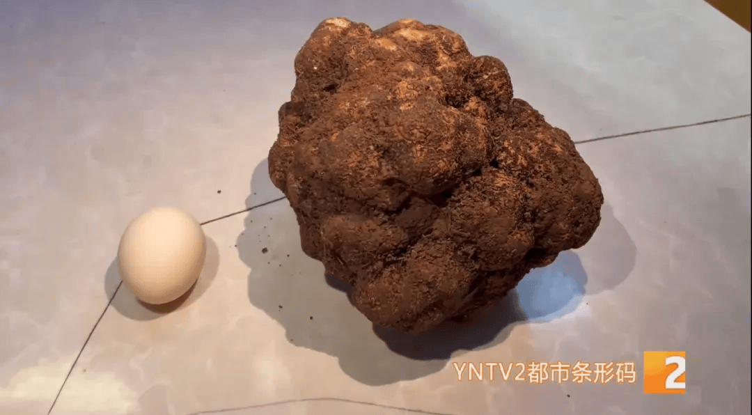 如何注册皇冠足球代理_昆明一村民挖到1.7公斤超大松露如何注册皇冠足球代理!“看都看不够”