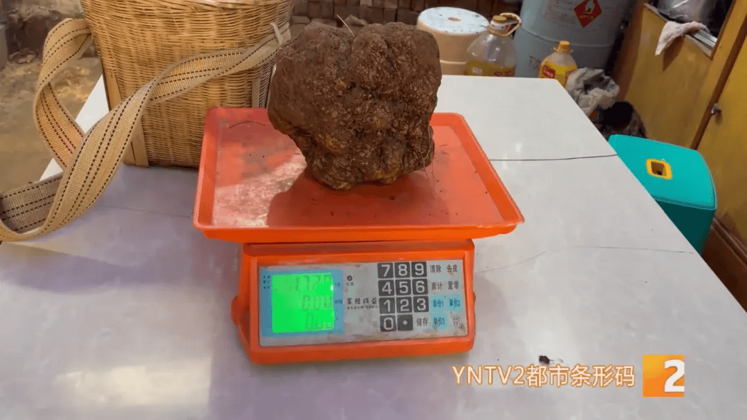 如何注册皇冠足球代理_昆明一村民挖到1.7公斤超大松露如何注册皇冠足球代理!“看都看不够”