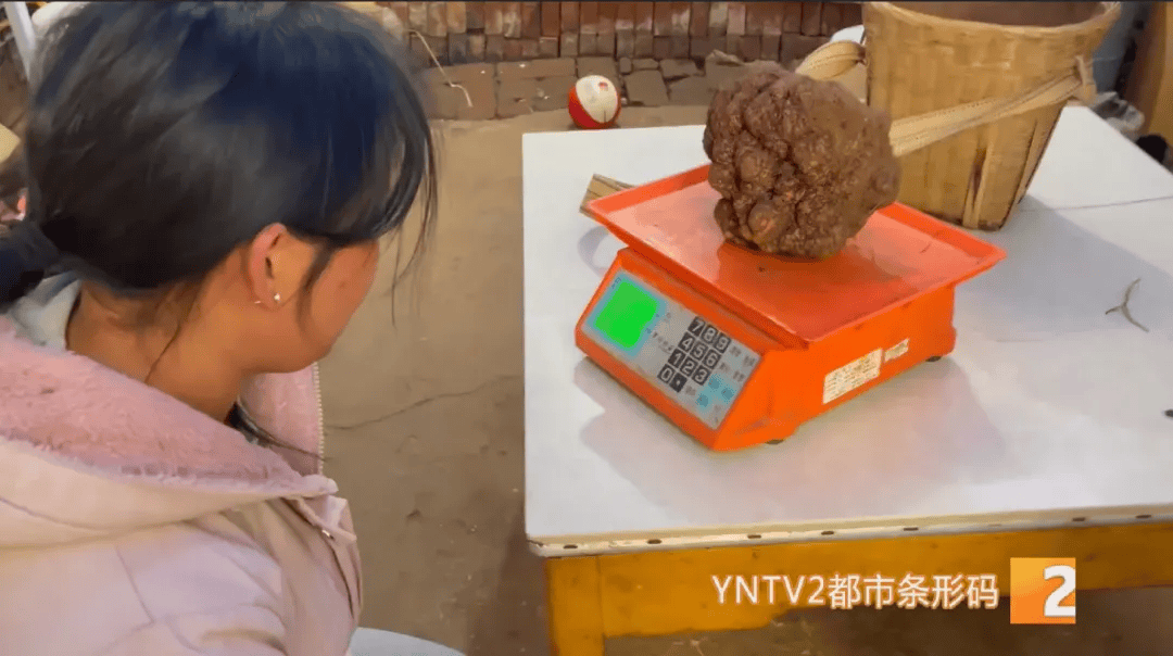 如何注册皇冠足球代理_昆明一村民挖到1.7公斤超大松露如何注册皇冠足球代理!“看都看不够”