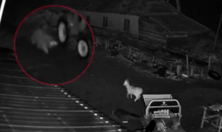 皇冠信用网最高占成
_吉林一老虎闯入村民院内咬死羊和狗 林业部门:损失由保险赔偿