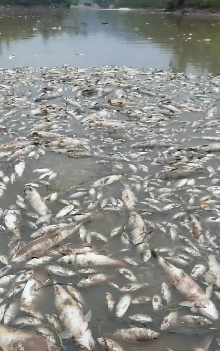 皇冠信用平台出租出售
_街道办违法强拆120亩鱼塘皇冠信用平台出租出售
,致37万斤鱼损失被判赔380万,回应称无赔付能力可法拍资产抵债