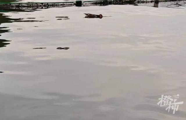 皇冠信用网怎么代理
_西湖里的鸳鸯被弹弓打死？ 景区介入调查皇冠信用网怎么代理
，已初步锁定伤害小鸳鸯的人