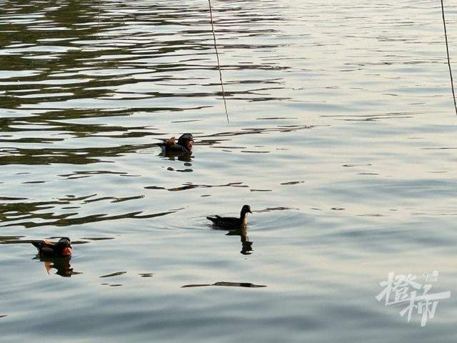 皇冠信用网怎么代理
_西湖里的鸳鸯被弹弓打死？ 景区介入调查皇冠信用网怎么代理
，已初步锁定伤害小鸳鸯的人