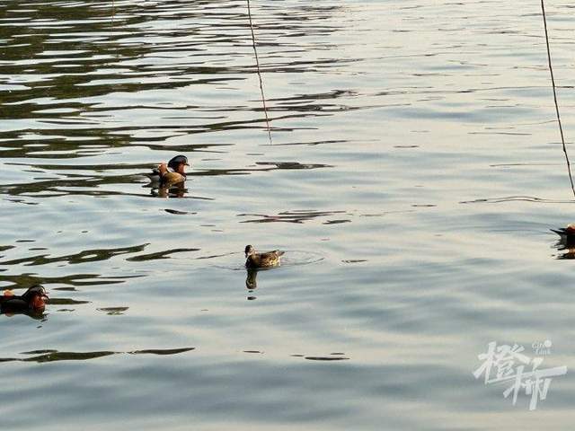 皇冠信用网怎么代理
_西湖里的鸳鸯被弹弓打死？ 景区介入调查皇冠信用网怎么代理
，已初步锁定伤害小鸳鸯的人