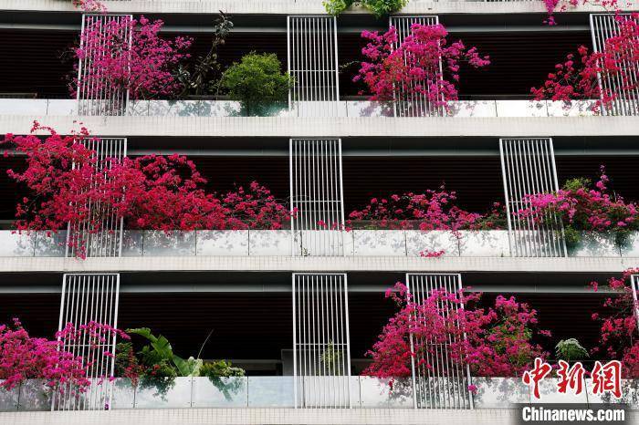 皇冠信用网哪里申请
_成都一栋30层高居民楼被三角梅扮靓