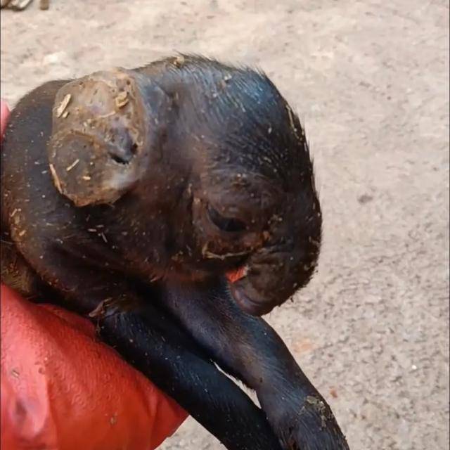 皇冠信用網登3代理
_猪生象?云南一母猪诞下两只猪仔形似大象皇冠信用網登3代理
,专家回应