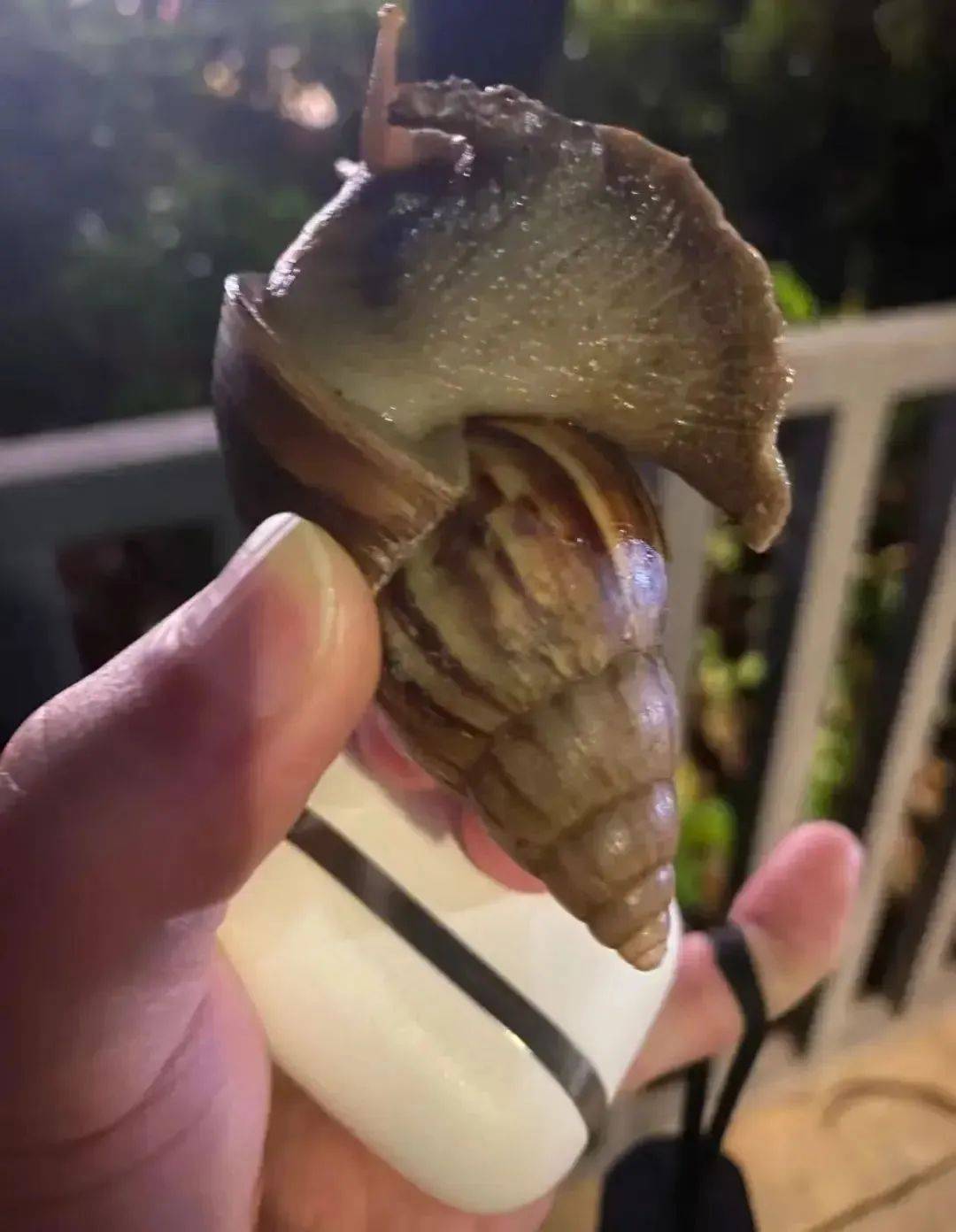 信用網怎么开户
_别碰!别吃!别养!一只就携带100条虫信用網怎么开户
,看到赶紧远离