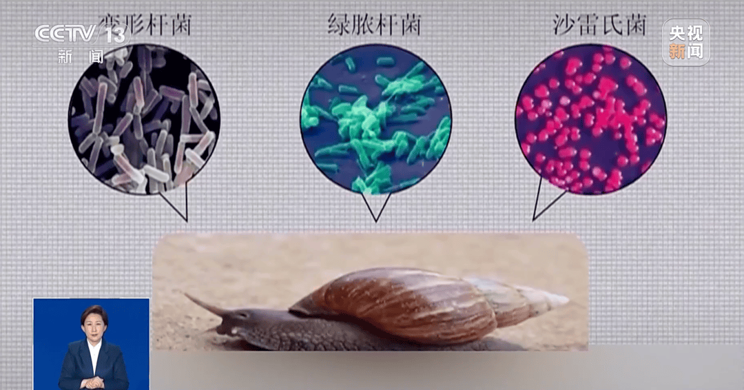 信用網怎么开户
_别碰!别吃!别养!一只就携带100条虫信用網怎么开户
,看到赶紧远离