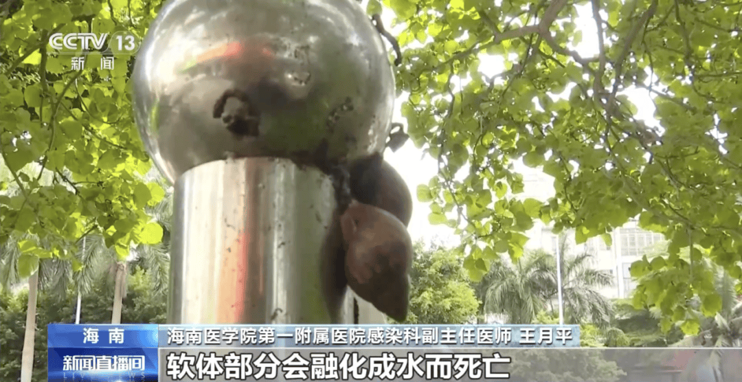 信用網怎么开户
_别碰!别吃!别养!一只就携带100条虫信用網怎么开户
,看到赶紧远离