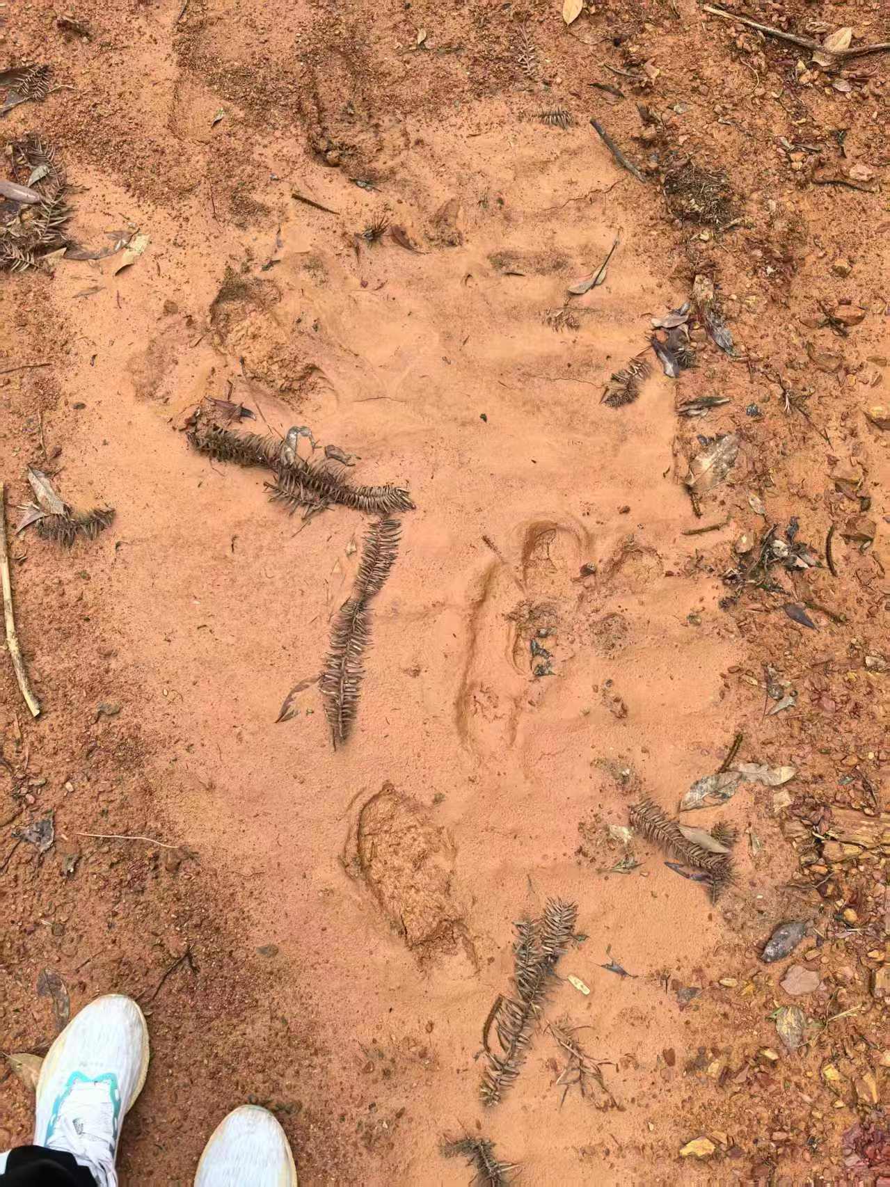 皇冠信用盘登3代理申请
_“山上都是吃的皇冠信用盘登3代理申请
!”浏阳74岁老人走失6日奇迹生还!家人:找到时她还提醒我们别滑了