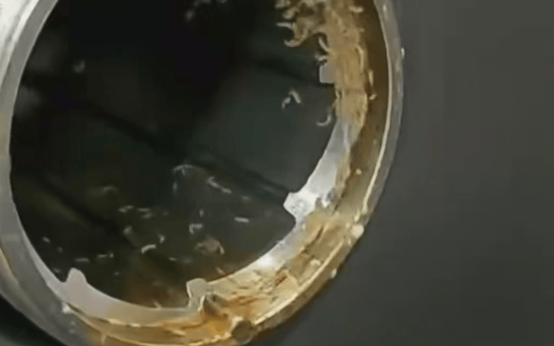 皇冠信用怎么租
_学校食堂绞肉机有活蛆皇冠信用怎么租
,“家长不发朋友圈”有这么重要?| 快评