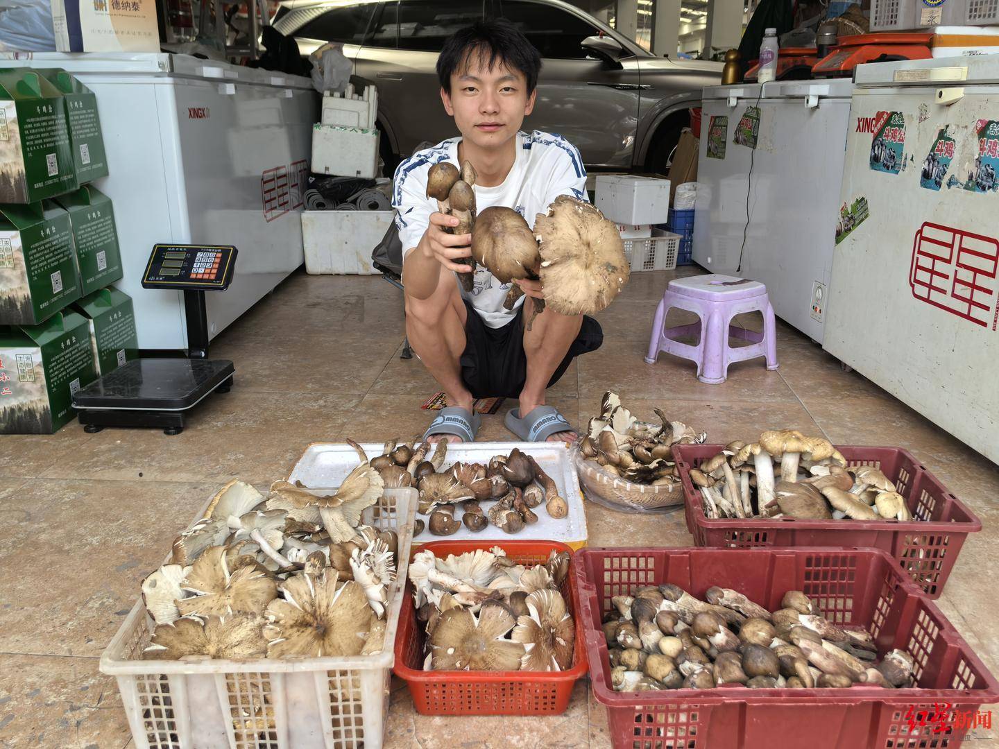 信用平台出租
_“天价”鸡枞调查:最贵卖到1800元/公斤!雨水少致产量低信用平台出租
,多地价高客少