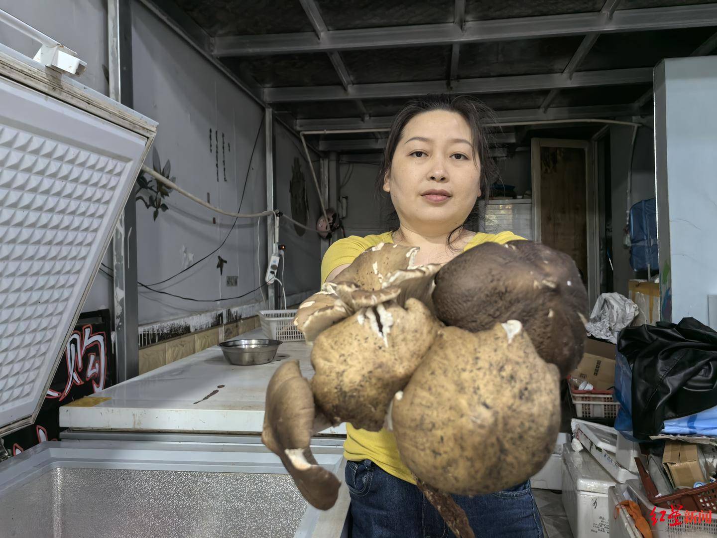 信用平台出租
_“天价”鸡枞调查:最贵卖到1800元/公斤!雨水少致产量低信用平台出租
,多地价高客少