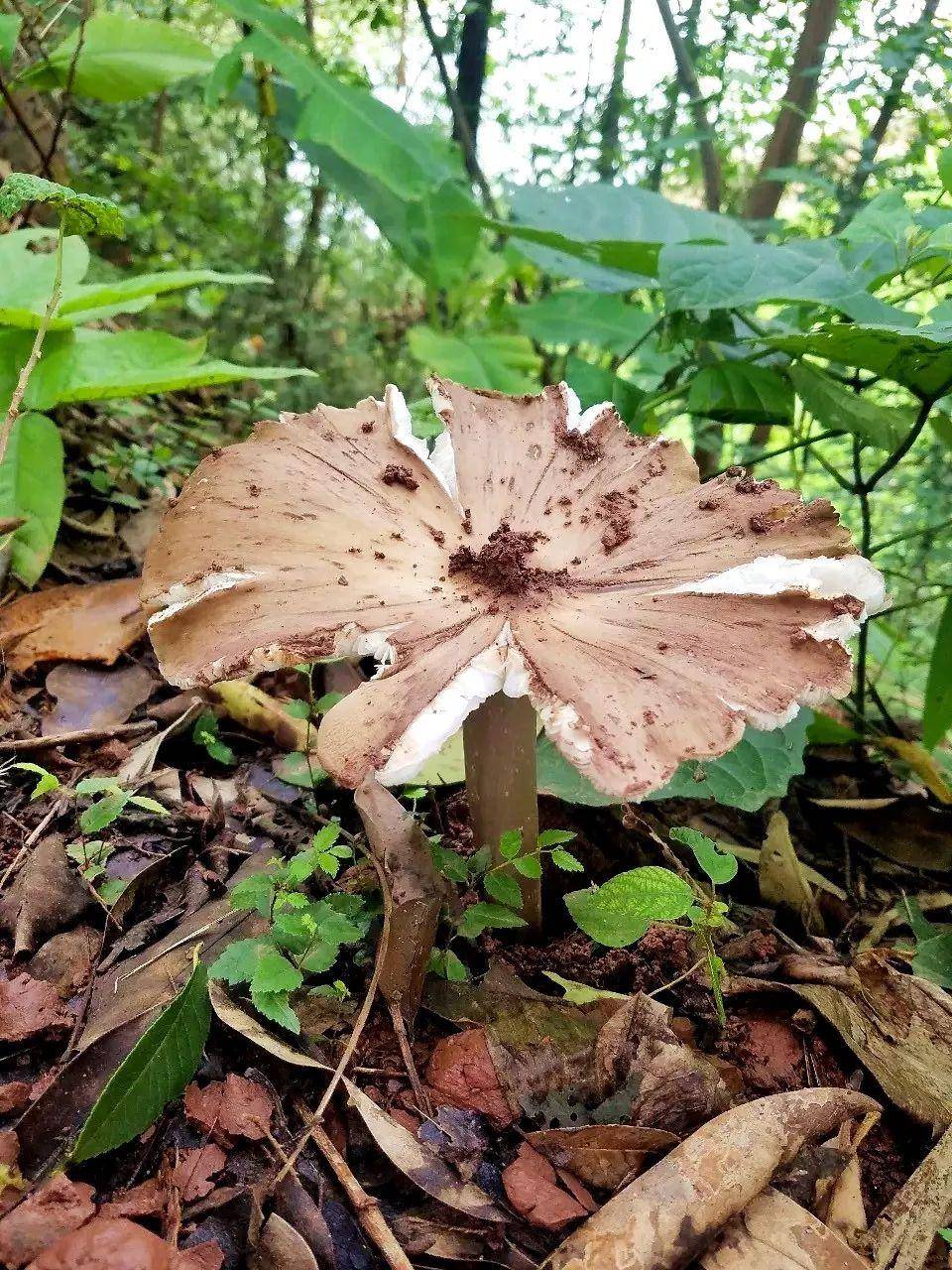 信用平台出租
_“天价”鸡枞调查:最贵卖到1800元/公斤!雨水少致产量低信用平台出租
,多地价高客少