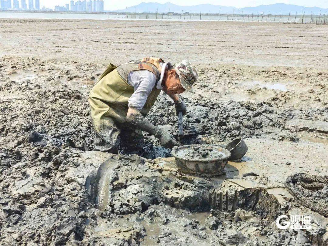 皇冠信用网押金多少
_正是肥的时候!每天上万斤在青岛这里上岸皇冠信用网押金多少
,很多人爱吃......