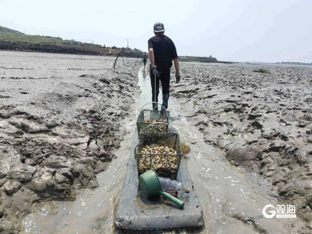 皇冠信用网押金多少
_正是肥的时候!每天上万斤在青岛这里上岸皇冠信用网押金多少
,很多人爱吃......
