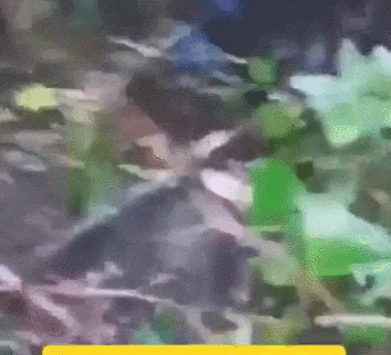 皇冠信用网怎么申请
_近日曝光!被印军包围皇冠信用网怎么申请
,两名落单解放军嘴咬手雷,誓死不当俘虏