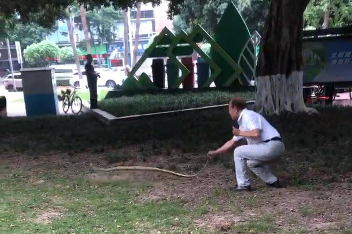 皇冠会员如何申请
_天降大蛇吓坏树下打牌阿姨皇冠会员如何申请
,“硬核”大爷徒手逮蛇抡摔 专家:不建议这样处理