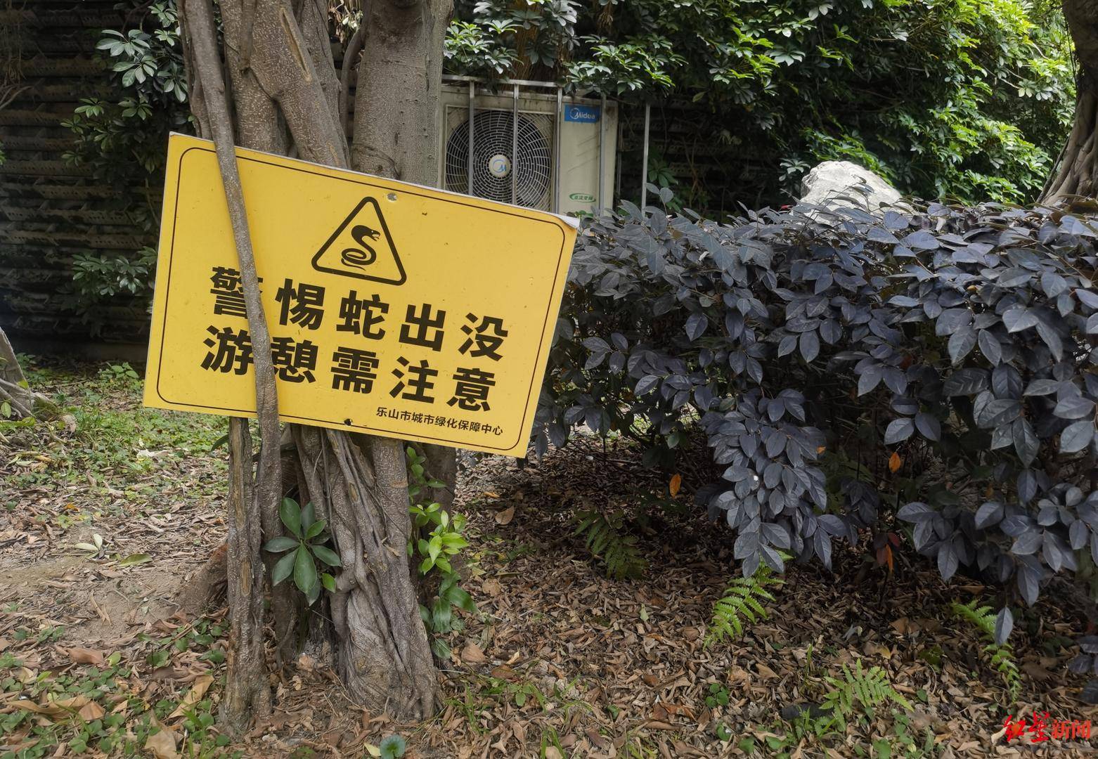 皇冠会员如何申请
_天降大蛇吓坏树下打牌阿姨皇冠会员如何申请
,“硬核”大爷徒手逮蛇抡摔 专家:不建议这样处理