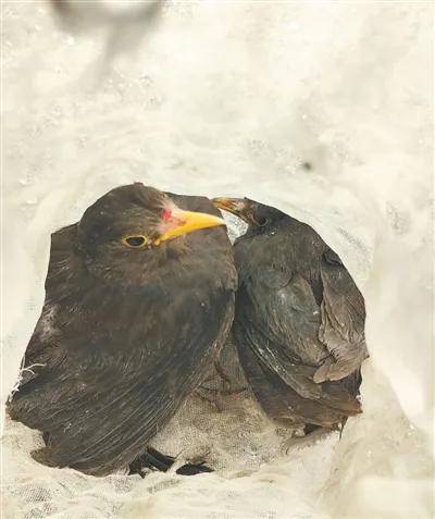 皇冠信用網账号开通
_西安再表态:绝不姑息、彻底斩断、严肃追责