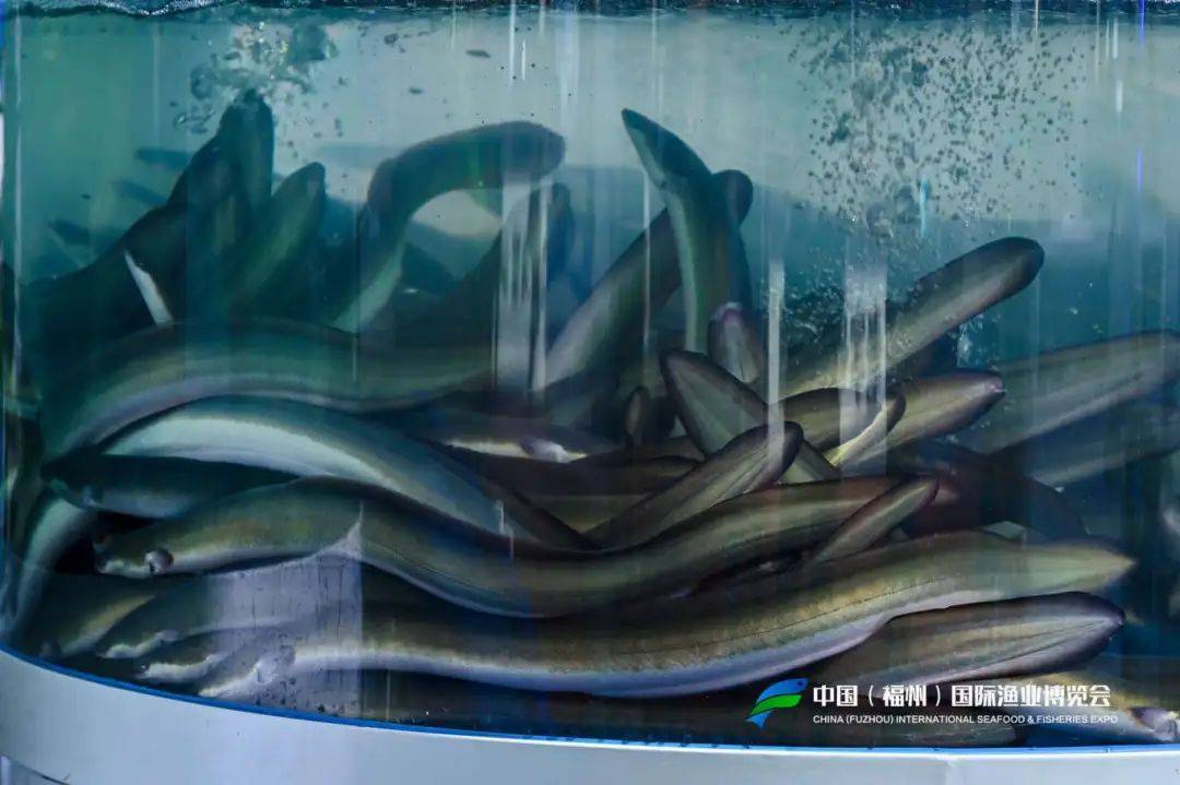 皇冠信用盘怎么开户
_福建省委副书记、福州市委书记郭宁宁等领导亲临渔博会天马科技展位视察指导皇冠信用盘怎么开户
!