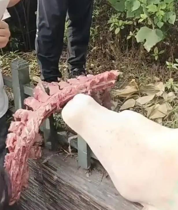 如何代理皇冠信用_四川自贡一小学被曝使用发臭猪肉如何代理皇冠信用,官方通报:已封存,正在检测