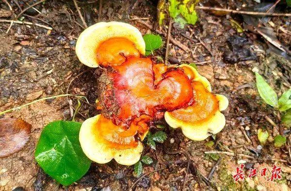 皇冠信用网平台出租_湖北武汉周边山地长出大量灵芝皇冠信用网平台出租,官方提醒请勿随意入口