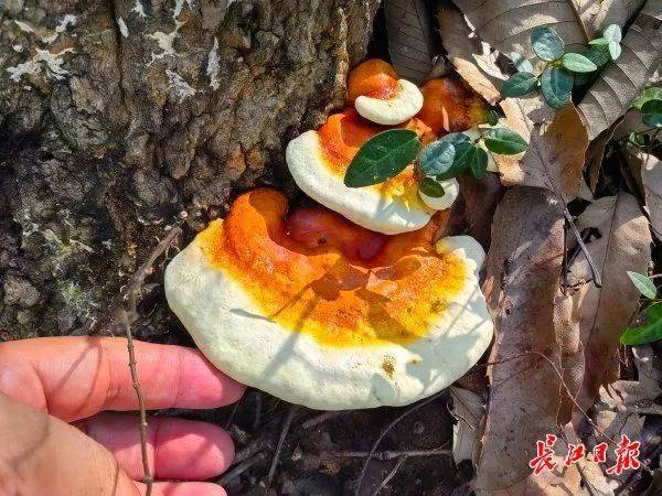 皇冠信用网平台出租_湖北武汉周边山地长出大量灵芝皇冠信用网平台出租,官方提醒请勿随意入口