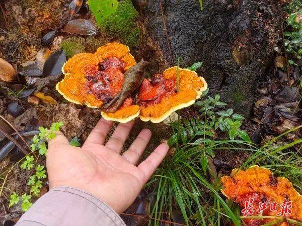 皇冠信用网平台出租_湖北武汉周边山地长出大量灵芝皇冠信用网平台出租,官方提醒请勿随意入口