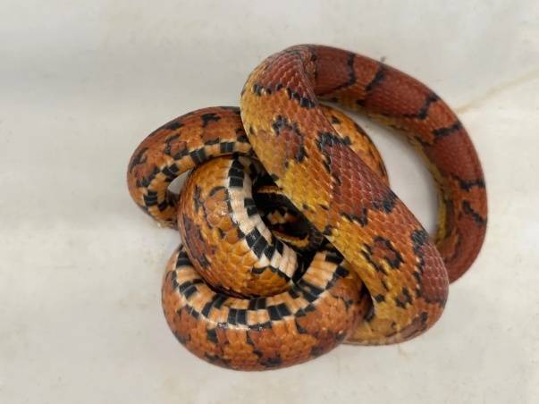 皇冠信用網口出租_蛇:是谁给我穿上了丝袜皇冠信用網口出租?皇岗海关在婴儿车靠背后方查获用丝袜包裹的活体蛇1条