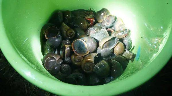 皇冠信用网代理注册_别吃皇冠信用网代理注册,寄生虫多达上千条!武汉公园连夜清出130多斤