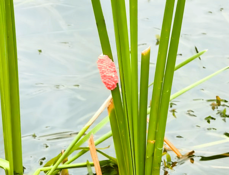 皇冠信用网代理注册_别吃皇冠信用网代理注册,寄生虫多达上千条!武汉公园连夜清出130多斤