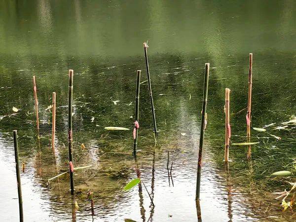 皇冠信用网代理注册_别吃皇冠信用网代理注册,寄生虫多达上千条!武汉公园连夜清出130多斤