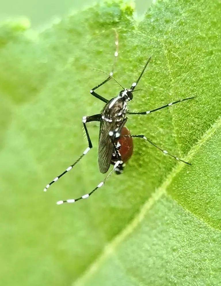 皇冠信用网登3代理_“大白天都咬人皇冠信用网登3代理,隔着衣服都被咬”!花蚊子猖獗,专家提醒:有些已有耐药性