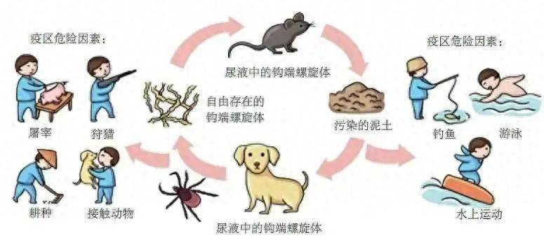 皇冠皇冠平台
_致死率高达70%皇冠皇冠平台
,雨季高发,警惕危险的“鼠尿病”