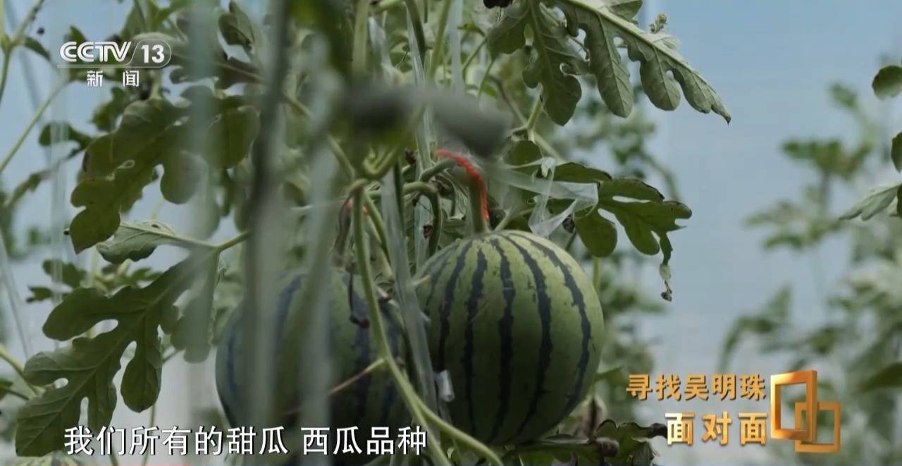 皇冠信用网出租足球
_面对面丨中国人的吃瓜自由要感谢她皇冠信用网出租足球
!吴明珠说她的一生就是结几个好瓜献给人民