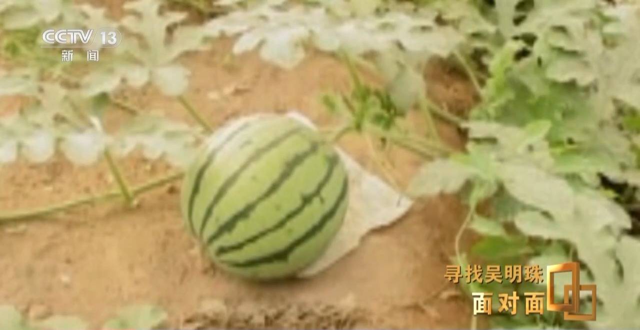 皇冠信用网出租足球
_面对面丨中国人的吃瓜自由要感谢她皇冠信用网出租足球
!吴明珠说她的一生就是结几个好瓜献给人民