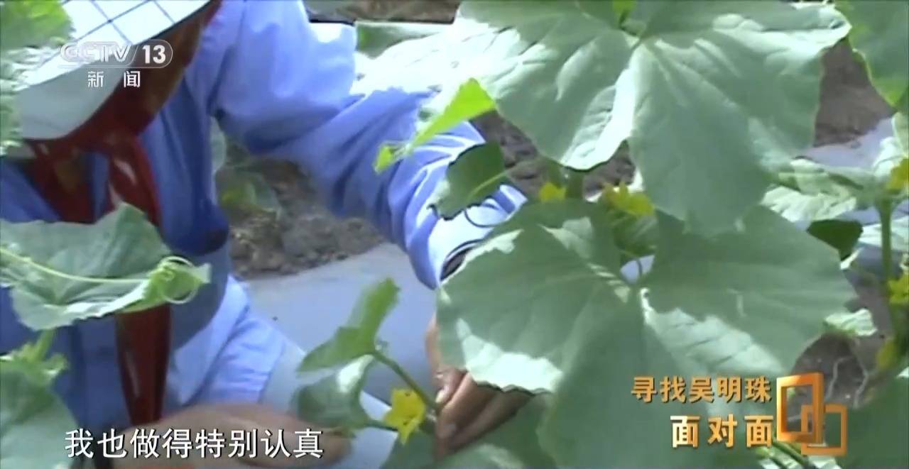 皇冠信用网出租足球
_面对面丨中国人的吃瓜自由要感谢她皇冠信用网出租足球
!吴明珠说她的一生就是结几个好瓜献给人民