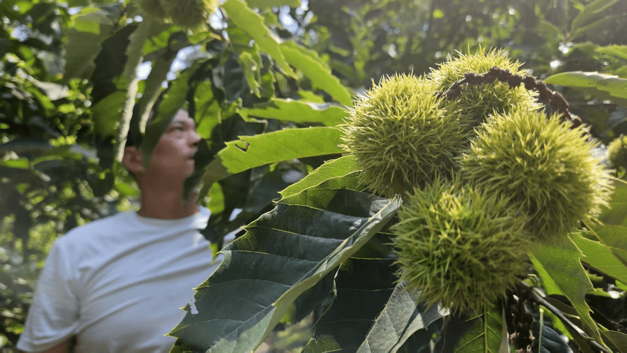 皇冠信用网登3
_洪灾后的河北承德兴隆县 民宿、板栗和山楂如何恢复生机皇冠信用网登3
?