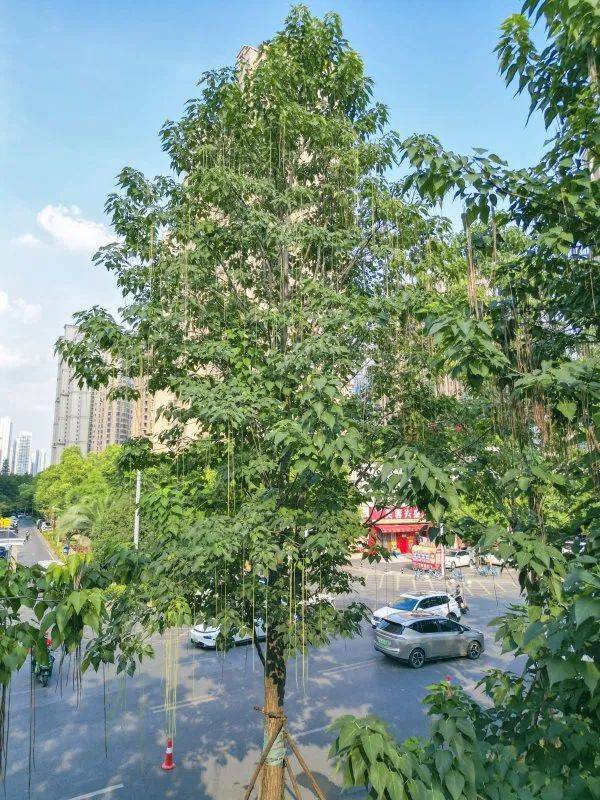 皇冠信用網在哪里开通
_武汉这条路上大量出现皇冠信用網在哪里开通
,长达1米!到底是啥?