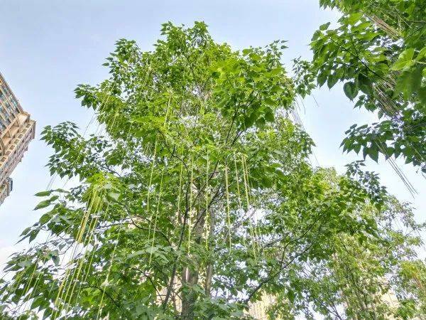 皇冠信用網在哪里开通
_武汉这条路上大量出现皇冠信用網在哪里开通
,长达1米!到底是啥?