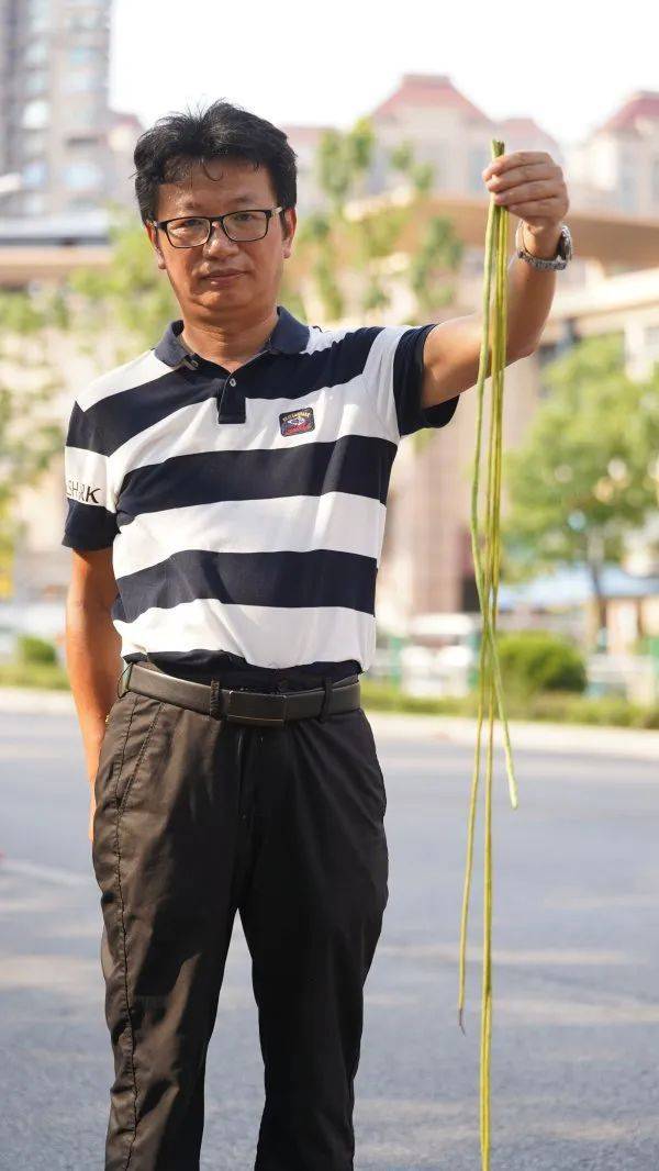 皇冠信用網在哪里开通
_武汉这条路上大量出现皇冠信用網在哪里开通
,长达1米!到底是啥?