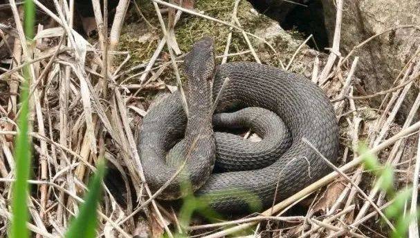 皇冠登3代理申请
_内蒙古赤峰有人拍到了“鸡脖子蛇”皇冠登3代理申请
,有毒!千万小心!